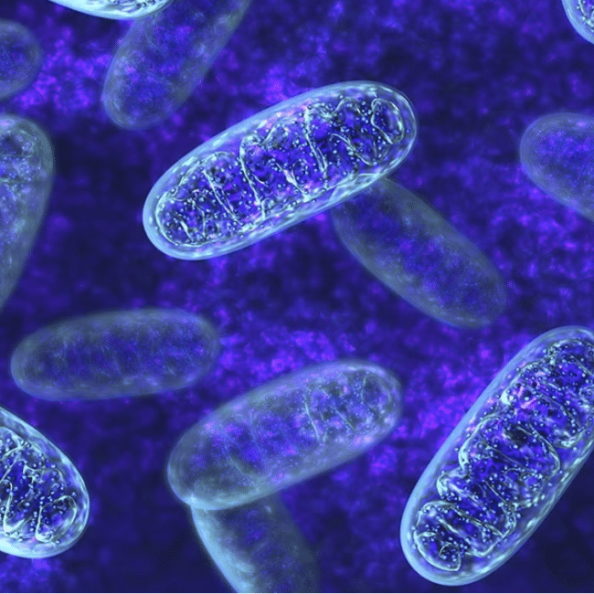 mitochondria