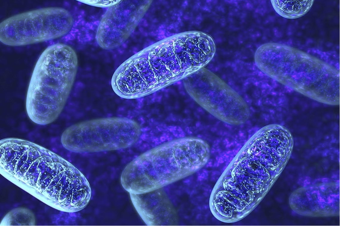 mitochondria